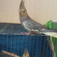 عروس ومرغ عشق