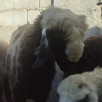 بره قوچ داشتی