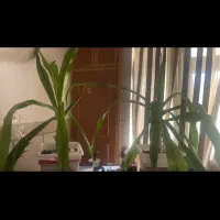 گل اشک ملکه قیمت مناسب|گل و گیاه طبیعی|اصفهان, کارلادان|دیوار