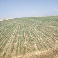 زمین کشاورزی سنددار باآب چاه موتورچناران|فروش دفتر صنعتی، کشاورزی، تجاری|گلبهار, |دیوار