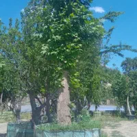 درخت نهال گل باغبان درخت بن بالا پایان کار شهرداری|خدمات باغبانی و درختکاری|تهران, دارآباد|دیوار