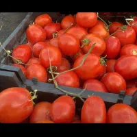 ارزان ترین قیمت میوه در کل شهر