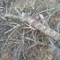 خریدارانواع درختان خشک ومزاحم تسویه نقدی سرباسکول|خدمات باغبانی و درختکاری|کوهدشت, |دیوار