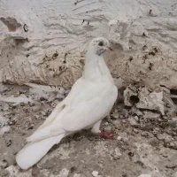 کبوتر تکپر
