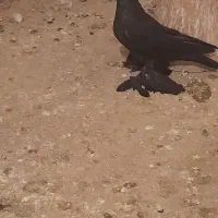 فروشی|پرنده|اهر, |دیوار