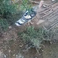 بوقلمون نر و ماده