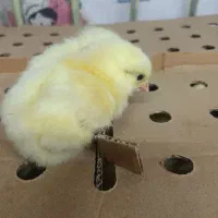 جوجه ۳هزار تومن