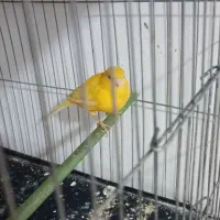 قناری ماده|پرنده|پاکدشت, پاکدشت (مامازند)|دیوار