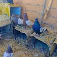 کفتر ملقی|پرنده|بم, |دیوار