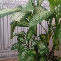 گل دیفن|گل و گیاه طبیعی|پاوه, |دیوار