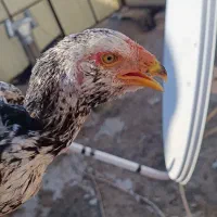 مرغ و خروس لاری ریش|حیوانات مزرعه|طرقبه, |دیوار