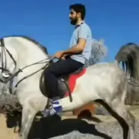 اسب نریون سواری دار کرد|اسب و تجهیزات اسب‌سواری|تهران, افسریه|دیوار