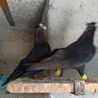 سیاه آبادانی درجه یک