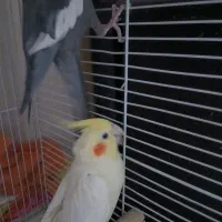 عروس هلندی مولد|پرنده|اندیشه, اندیشه فاز ۱|دیوار