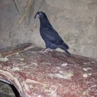 واکسن خورده