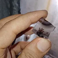 شجر قیمت باور نکردنی|جواهرات|تهران, بوستان چیتگر|دیوار