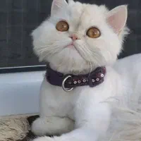 گربه پرشین