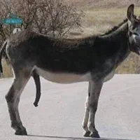 الاغ