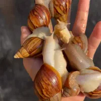 خزنده حلزونهای آچاتینا در انواع سایزها|خزنده|کرمان, |دیوار