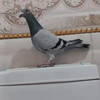 پلاکی ماده|پرنده|بروجرد, |دیوار