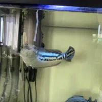 ماهی چانا سرماری رد ۳۰ سانت|ماهی|قم, پردیسان|دیوار