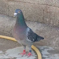 پلاکی نر پلاک ترکیه|پرنده|میاندوآب, |دیوار