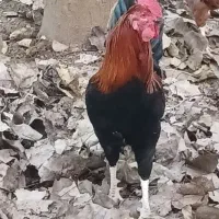 خروس ۷ ماهه