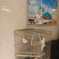 استخدام  مشاور  حرفه‌ای یا مبتدی