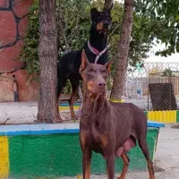 انجمن و آکادمی تخصصی سگ (توضیحات خوانده)