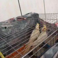 جوجه عروس هلندی|پرنده|سامان, |دیوار