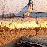 یال سیاه|پرنده|مرودشت, کناره|دیوار
