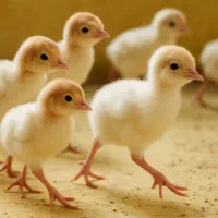 جوجه بوقلمون گوشتی (سنگین وزن)بیوتی/نمیچه/پرواری