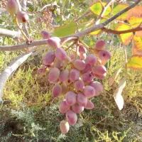 زمین کشاورزی و دامداری و باغداری