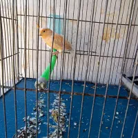 قناری پرتقالی