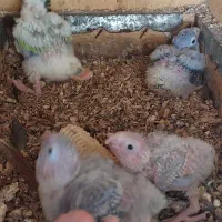 جوجه گرینچیک سرلاکی