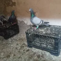 چاپی|پرنده|خرمشهر, |دیوار