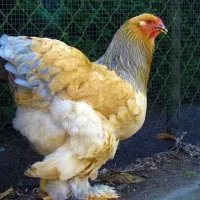 جوجه ده روزه برهما اصل رمانی وارداتی