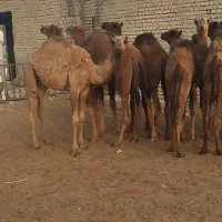 کره شتر میش بره بز
