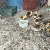 جوجه غاز