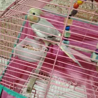 عروس هلندی ماده