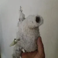 لونه بلبل