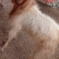 نری پاکستانی