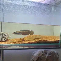 چانا بلو‌پالچرا|ماهی|لنجان, |دیوار