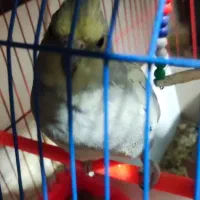 عروس هلندی جفت|پرنده|باسمنج, |دیوار