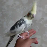 عروس هلندی یه جفت مولد با یه جوجه|پرنده|پاکدشت, پاکدشت (مامازند)|دیوار