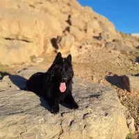 ژرمن بلک کشش کینگ سایز|سگ|مرودشت, کناره|دیوار