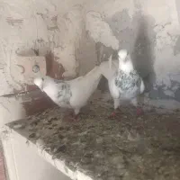 ۱۹عددکلفه پشتاردم سفید