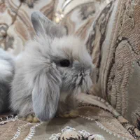 خرگوش لوپ زیبا|موش و خرگوش|هشتگرد, فاز ۳ مهستان|دیوار