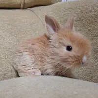 بچه خرگوش های لوپ|موش و خرگوش|قم, جهان بینی|دیوار