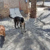 سگ نر